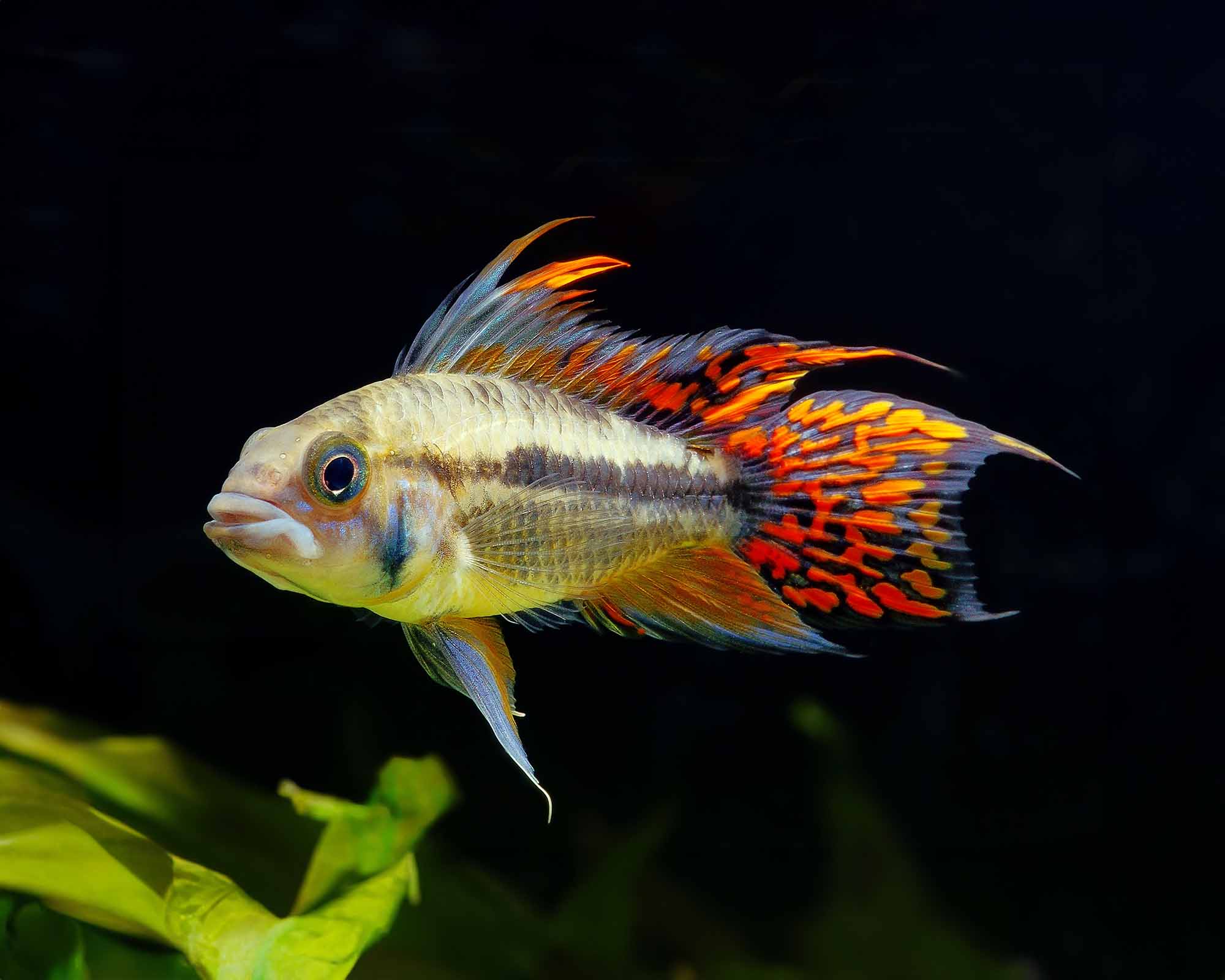 Cockatoo Cichlid Red (Apistogramma cacatuoides)